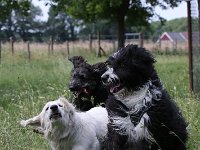 Puppys van Bliss040622-0123